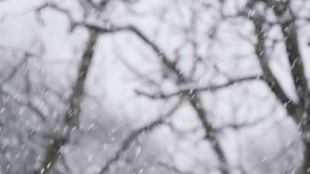 Крупный план снега, падающего на ветки деревьев в лесу — стоковое видео