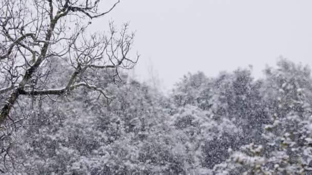 Heavy snowfall in a forest in northern Israel, slow motion of snow flakes — Stock Video