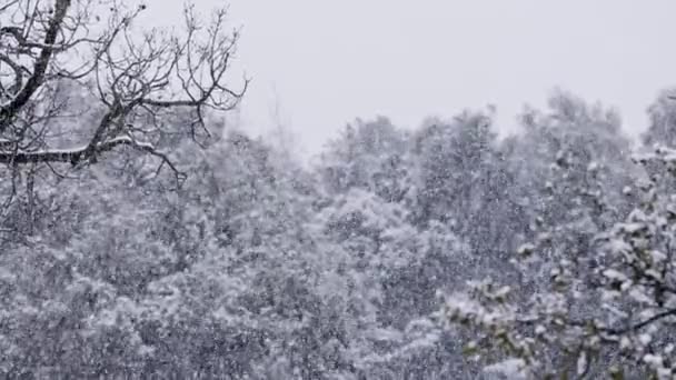 Erős hóesés az észak-izraeli erdőben, lassított hópehely-mozgás — Stock videók