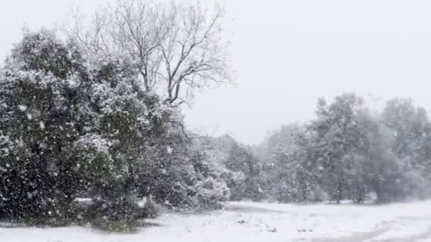 Långsamma rörelser av tung snö faller på träd i en tät skog — Stockvideo