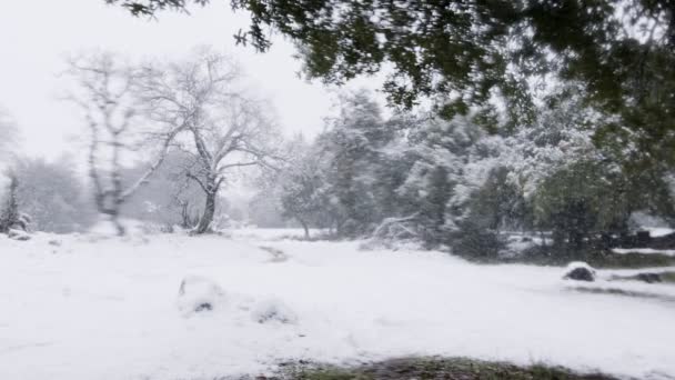 Медленное движение сильного снега, падающего на деревья в густом лесу — стоковое видео