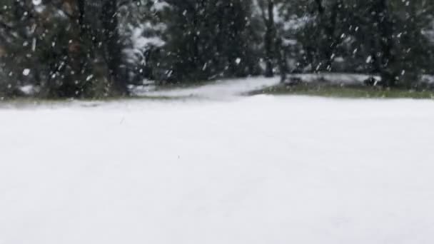 Movimento lento de neve caindo no chão em uma floresta — Vídeo de Stock