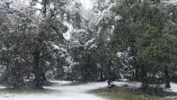 Movimento lento di neve pesante che cade sugli alberi in una fitta foresta — Video Stock