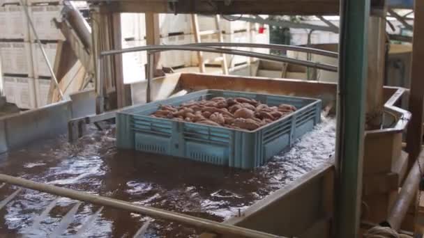 Lavage et tri des patates douces dans une installation d'emballage agricole — Video