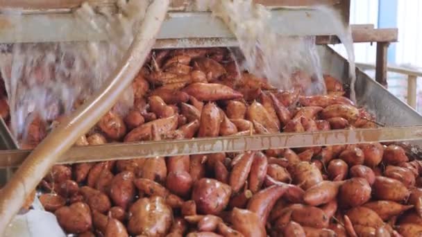 Lavage et tri des patates douces dans une installation d'emballage agricole — Video