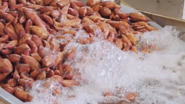 农业包装设施中甘薯的洗涤和分类 — 图库视频影像