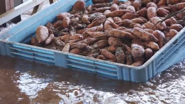 Spălarea și sortarea cartofilor dulci într-o instalație de ambalare agricolă — Videoclip de stoc