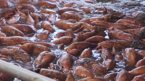 Washing and sorting of sweet potatoes in an agricultural packing facility — Stock Video