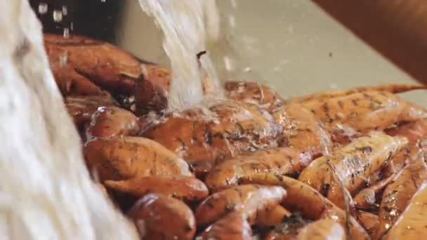 Washing and sorting of sweet potatoes in an agricultural packing facility — Stock Video