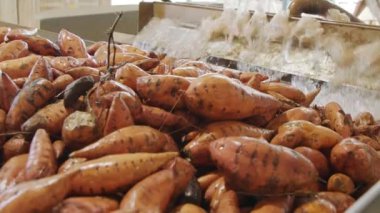 Tarımsal paketleme tesisinde tatlı patatesleri yıkamak ve ayırmak.