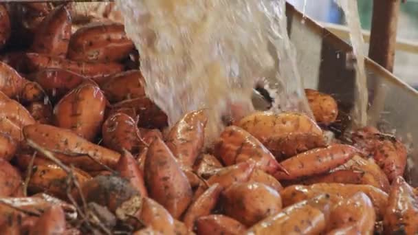 Tvättning och sortering av sötpotatis i en förpackningsanläggning för jordbruksprodukter — Stockvideo