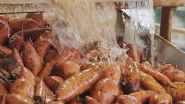 Tvättning och sortering av sötpotatis i en förpackningsanläggning för jordbruksprodukter — Stockvideo