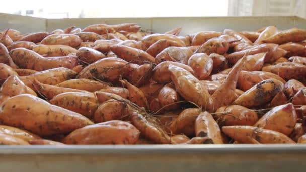 Lavage et tri des patates douces dans une installation d'emballage agricole — Video