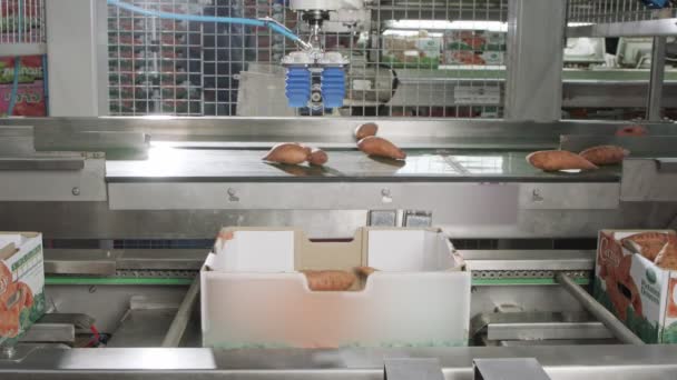 Automatische robot die zoete aardappelen van een transportband naar een doos in een sorteerinstallatie verpakt — Stockvideo
