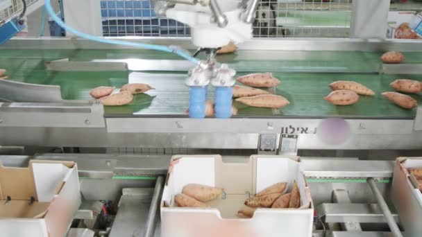 Robotul automat de ambalare a cartofilor dulci dintr-o bandă transportoare într-o cutie într-o instalație de sortare — Videoclip de stoc