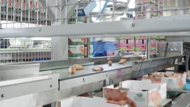 Robot automatyczny pakujący słodkie ziemniaki z przenośnika taśmowego do skrzynki w sortowni — Wideo stockowe