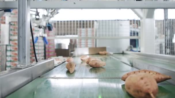 Robot otomatis kemasan ubi jalar dari ban berjalan ke kotak di fasilitas penyortiran — Stok Video