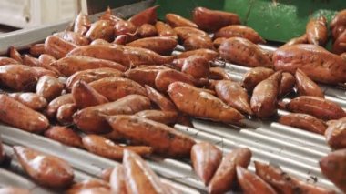 Tarımsal paketleme tesisinde tatlı patatesleri yıkamak ve ayırmak.