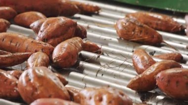 Tarımsal paketleme tesisinde tatlı patatesleri yıkamak ve ayırmak.