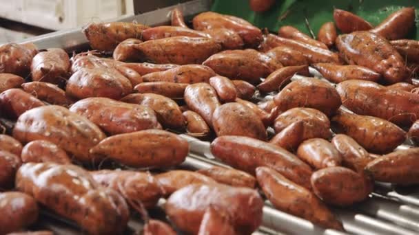 Washing and sorting of sweet potatoes in an agricultural packing facility — Stock Video