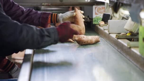 Sortering och förpackning av sötpotatis i en förpackningsanläggning för jordbruksprodukter — Stockvideo