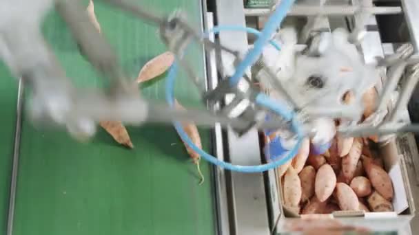 Automatisches Verpacken von Süßkartoffeln von einem Förderband zu einem Karton in einer Sortieranlage — Stockvideo