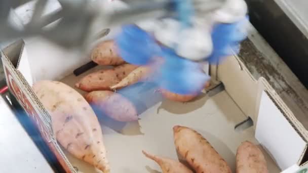 Automatische robot die zoete aardappelen van een transportband naar een doos in een sorteerinstallatie verpakt — Stockvideo