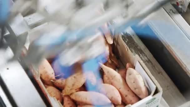 Robotul automat de ambalare a cartofilor dulci dintr-o bandă transportoare într-o cutie într-o instalație de sortare — Videoclip de stoc