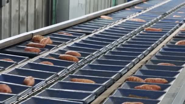 Sorting of and packing sweet potatoes in an agricultural packing facility — Stock Video