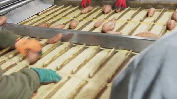 Washing and sorting of sweet potatoes in an agricultural packing facility — Stock Video