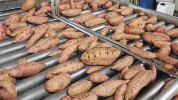 Lavage et tri des patates douces dans une installation d'emballage agricole — Video