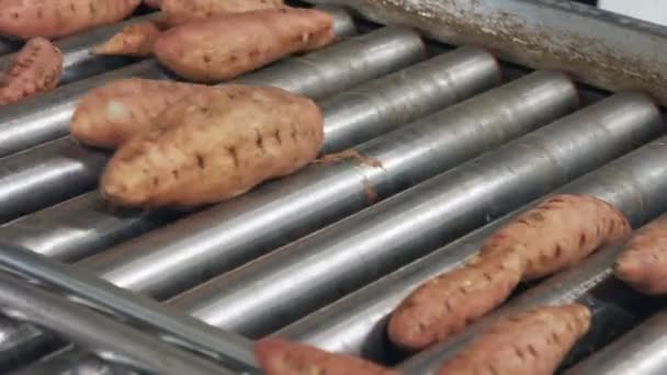 Mycie i sortowanie słodkich ziemniaków w rolniczych zakładach pakowania — Wideo stockowe