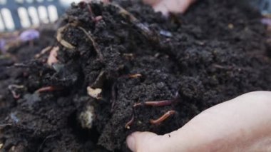 Bereketli bahçe toprağındaki kırmızı solucanlara yaklaşın.