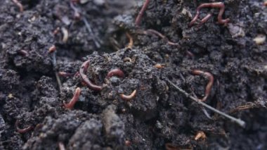 Bereketli bahçe toprağındaki kırmızı solucanlara yaklaşın.