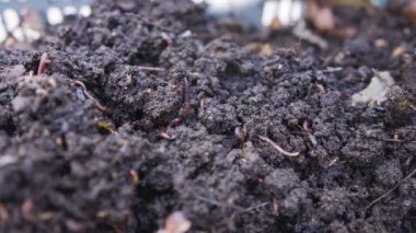 Bereketli bahçe toprağındaki kırmızı solucanlara yaklaşın.