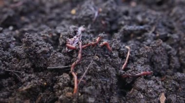 Verimli bahçe toprağındaki kırmızı toprak solucanlarını kapatın.