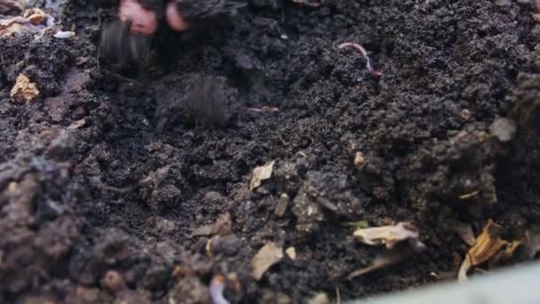 肥沃な庭の土壌中の赤いワームの閉鎖 — ストック動画