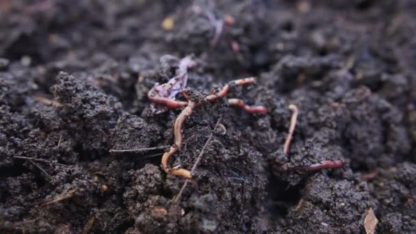 Закрытие Красных Дождевых Червей Внутри Плодородной Садовой Почвы — стоковое видео