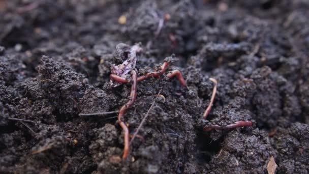 Nahaufnahme Roter Regenwürmer Fruchtbarem Gartenboden — Stockvideo