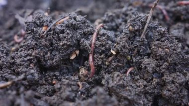 Verimli bahçe toprağındaki kırmızı toprak solucanlarını kapatın.