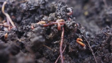 Bereketli bahçe toprağındaki kırmızı solucanlara yaklaşın.