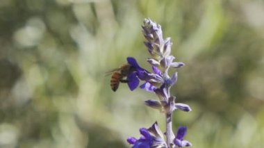 Mor bir çiçekten nektar içen bir bal arısının yavaş hareketi