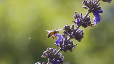 Mor bir çiçekten nektar içen bir bal arısının yavaş hareketi