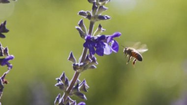 Mor bir çiçekten nektar içen bir bal arısının yavaş hareketi