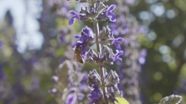Mor bir çiçekten nektar içen bir bal arısının yavaş hareketi