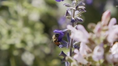 Mor bir çiçekten nektar içen bir bal arısının yavaş hareketi