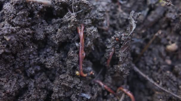 Gros Plan Des Vers Terre Rouges Dans Sol Fertile Jardin — Video