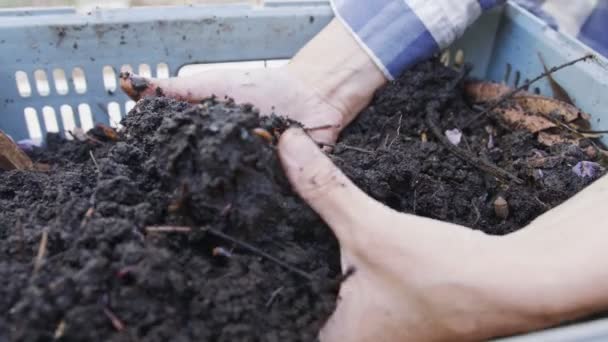 Nahaufnahme Roter Regenwürmer Fruchtbarem Gartenboden — Stockvideo