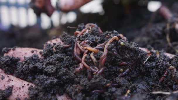 Nahaufnahme Roter Würmer Fruchtbarem Gartenboden — Stockvideo