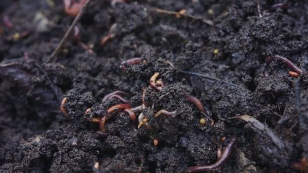 Nahaufnahme Roter Würmer Fruchtbarem Gartenboden — Stockvideo